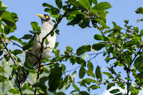 Noisy Miner - Manorina melanocephala - bird in the honeyeater family, Meliphagidae, and is endemic to eastern and south-eastern Australia.