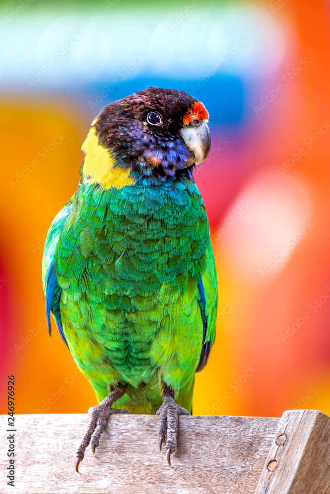  Australian Ringneck Parrot ~ 28 Parrot , Western Australia