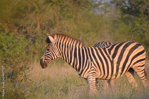 Portrait of a Burchell s zebra in a nature reserve in South Africa