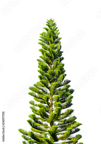 norfolk island pine tree on isolated white background photo