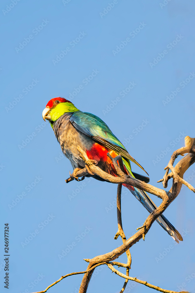 Red-capped Parrot (Purpureicephalus spurius Perth Western Australia