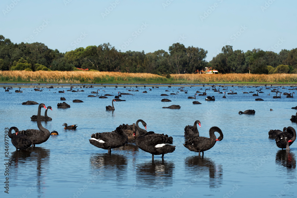 Australian black swan Perth Western Australia