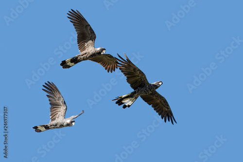 The Short-Billed Black Cockatoo  Calyptorhynchus latirostris   also known as Carnaby s Black Cockatoo  is a large black cockatoo endemic to southwest Australia.   In Flight 