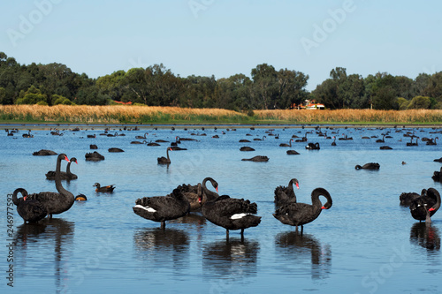 Obraz na płótnie Australian black swan Perth Western Australia w salonie