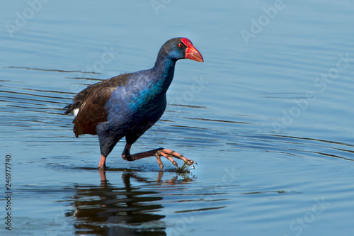 Purple Swamp Hen (Porphyrio Porphyrio)