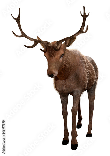 3D Rendering Male Deer on White © photosvac