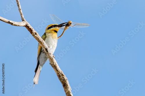 The beautiful Australian Rainbow bee-eater Merops ornatus , with a dragonfly lunch photo