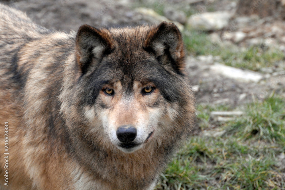 Mackenzie-Wolf (Canis lupus occidentalis), Captive, Deutschland, Europa ...