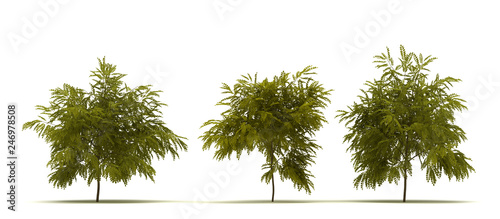 Single Robinia Pseudoacacia Tree