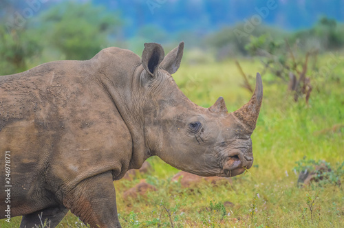 Male bull Cute White Rhino or Rhinoceros in a game reserve in So
