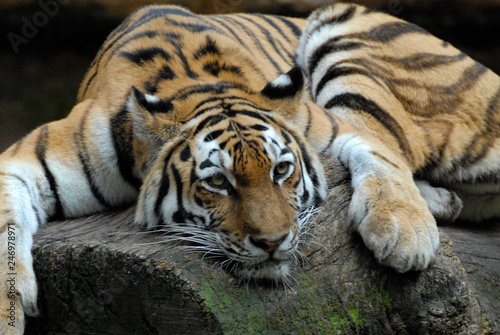 Sibirischer Tiger  Amurtiger  Panthea tigris altaica   Captive  Deutschland  Europa