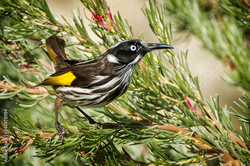 Obraz na płótnie The Australian New Holland Honeyeater bird (Phylidonyris novaehollandiae) w salonie