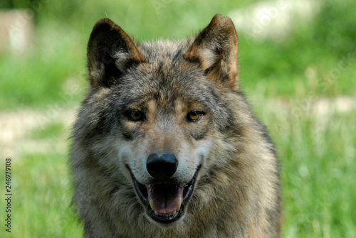Mackenzie-Wolf  Canis lupus occidentalis   Captive  Deutschland  Europa