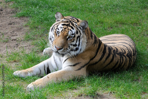 Sibirischer Tiger  Amurtiger  Panthea tigris altaica   Captive  Deutschland  Europa