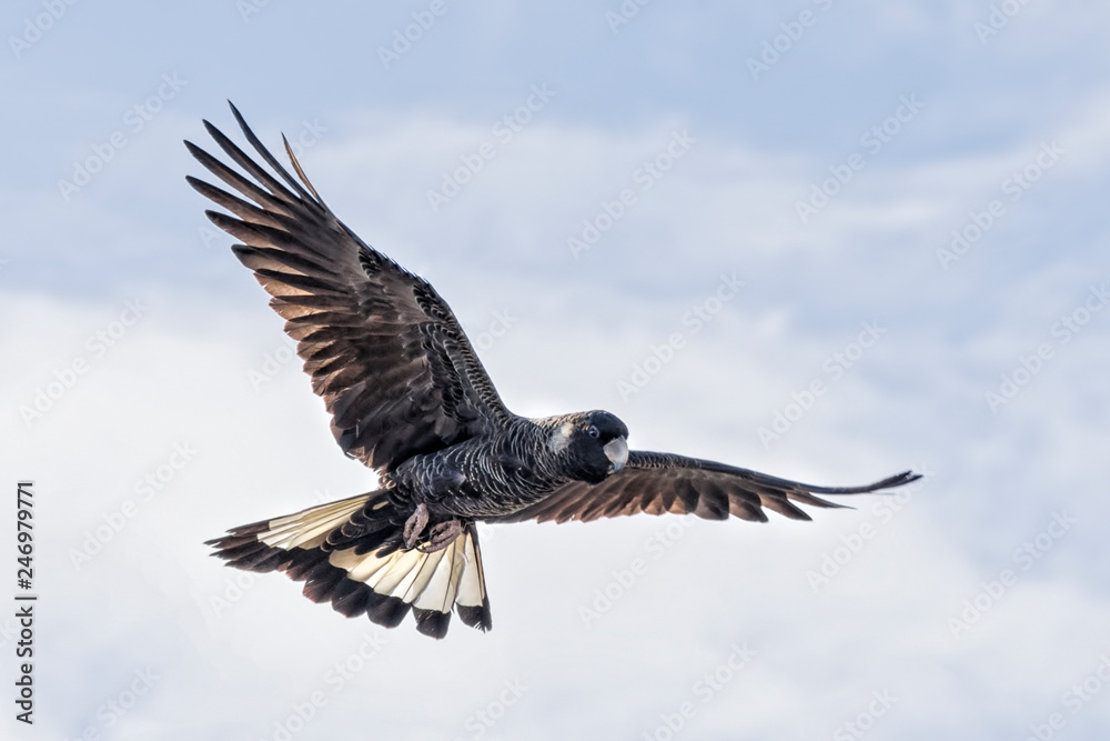 The Short-billed Black Cockatoo (Calyptorhynchus latirostris) also known as Carnaby's Cockatoo or Carnaby's Black Cockatoo is a large black cockatoo endemic to south-western Australia