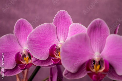 3 pink orchid flowers