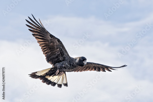 Obraz na płótnie The Short-billed Black Cockatoo (Calyptorhynchus latirostris) also known as Carnaby's Cockatoo or Carnaby's Black Cockatoo is a large black cockatoo endemic to south-western Australia w salonie