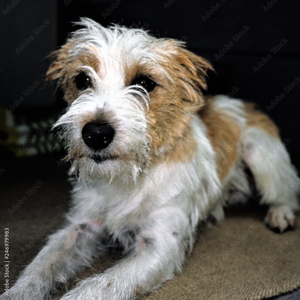 Treuer Freund - Parson Jack Russel - Hundeporträt Treuer Freund - Parson Jack Russel - Hundeporträt