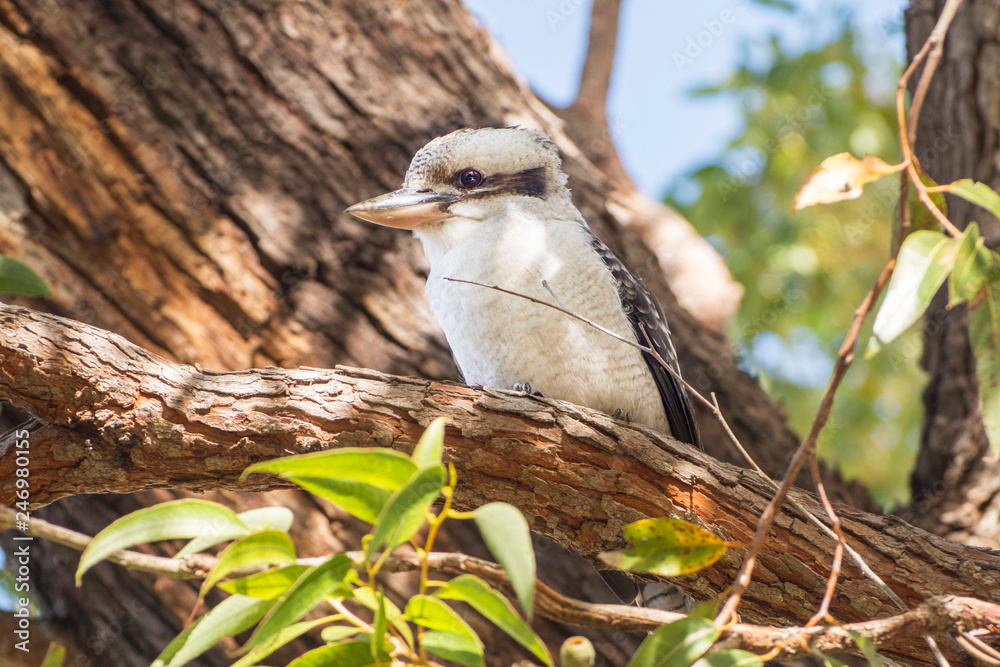  Australian Kookaburra. Kookaburras are terrestrial tree kingfishers of the genus Dacelo native to Australia and New Guinea.