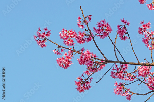 Beautiful pink flower of Sakura or Wild Himalayan Cherry tree in outdoor park with blue sky