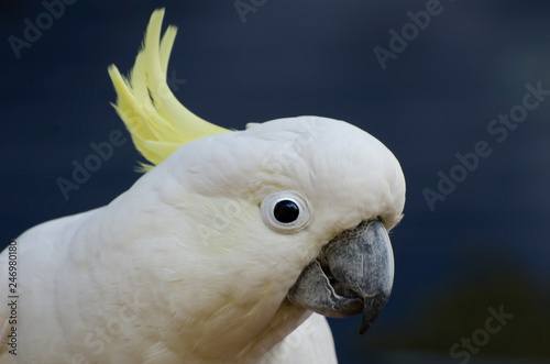 Sulphur-crested Cockatoo (Cacatua sulphurea)