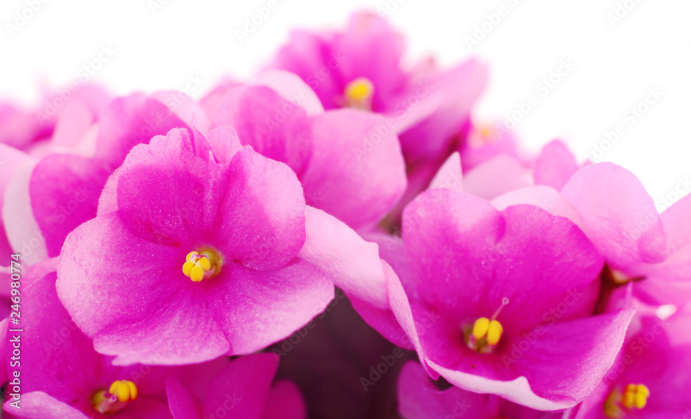 Violets beautiful flowers.