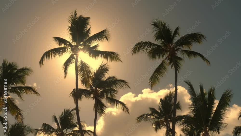 Sun beam through top of coconut palm trees , nobody Sun beam through top of coconut palm trees , nobody