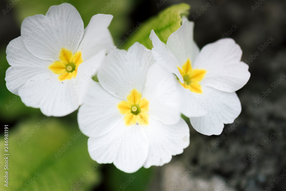 Flowering white primrose in the garden of a village. Flowering white primrose in the garden of a village.