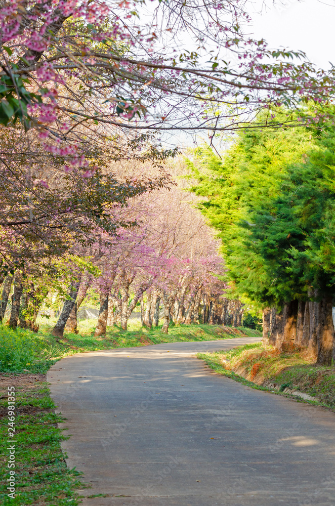 Beautiful pink flower of Sakura or Wild Himalayan Cherry tree in outdoor park at Chiang Mai Royal Agricultural Research Center (Khun Wang)