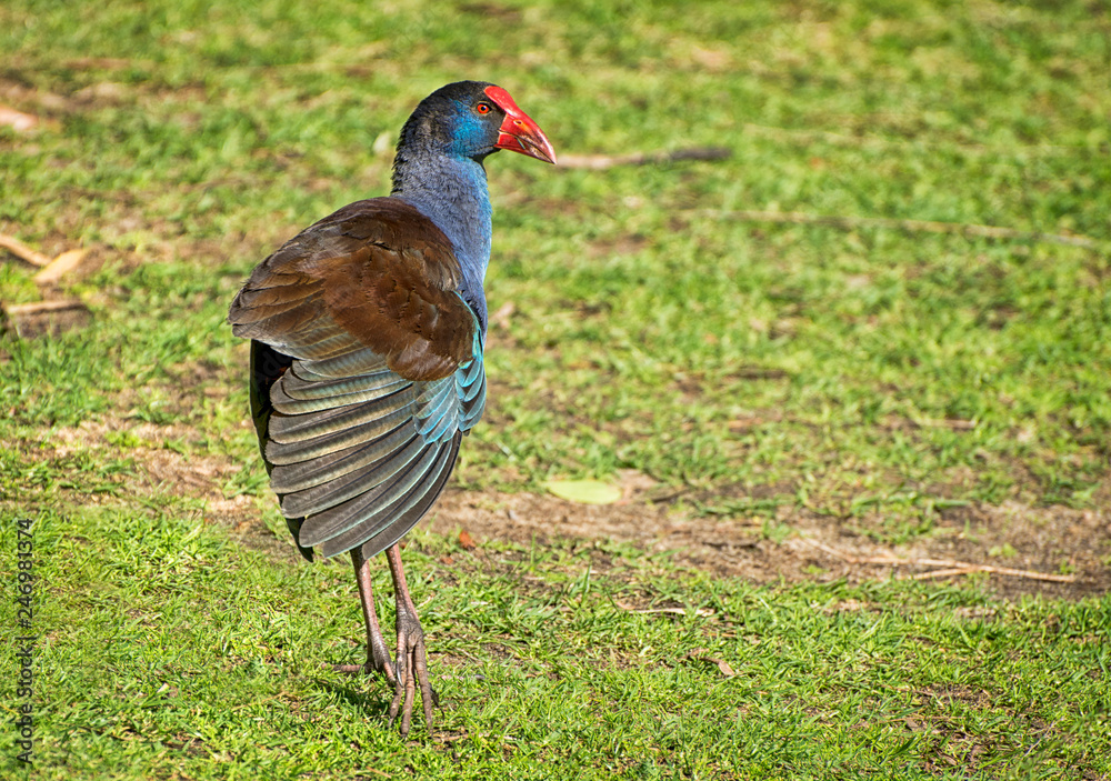 Purple Swamphen (Porphyrio porphyrio) Purple Swamphen (Porphyrio porphyrio)