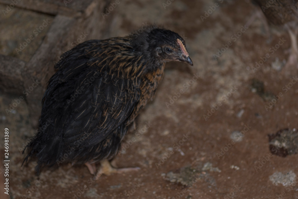 Fototapeta premium A little chicken that's shot in close.