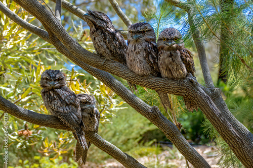 The Tawny Frogmouth (Podargus strigoides) is an Australian species of frogmouth, an iconic type of bird found throughout the Australian mainland, Tasmania and southern New Guinea. It is often mistaken