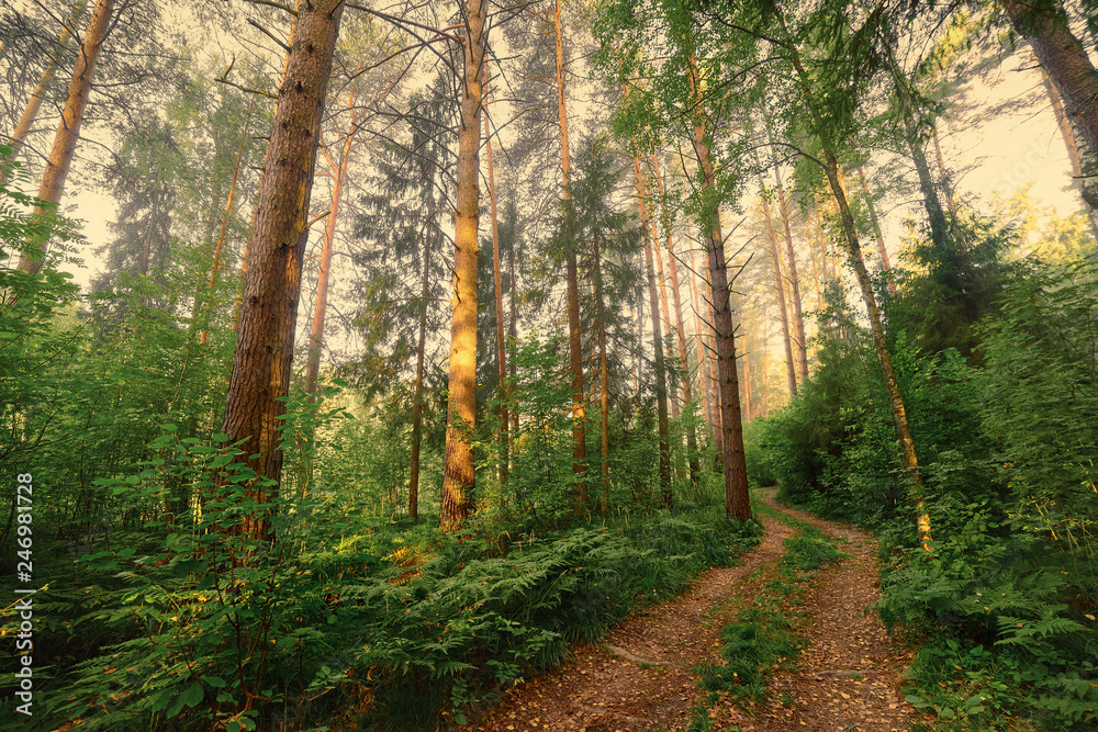 Obraz premium Winding path through the forest. Russia.