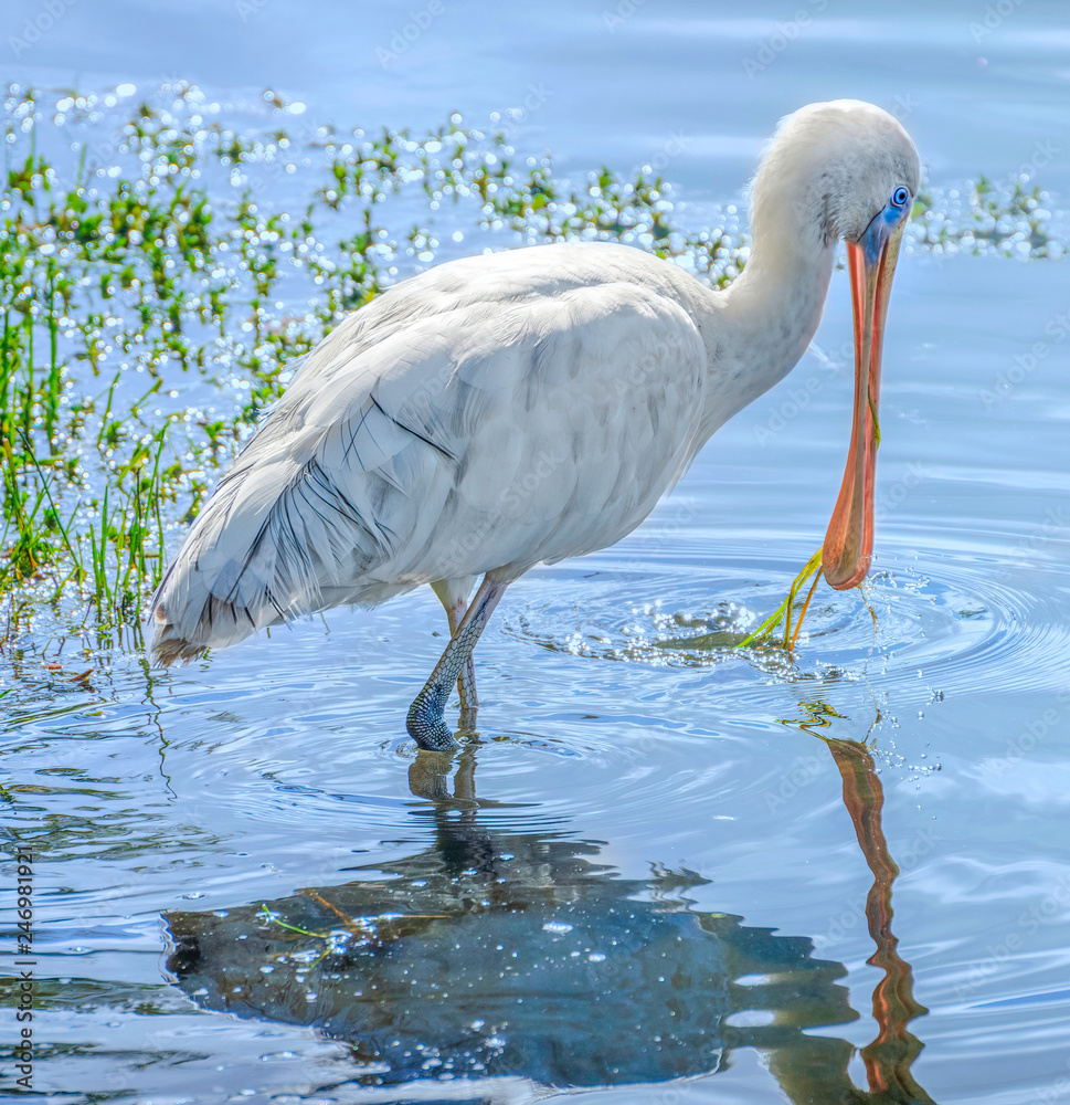 Fototapeta premium Yellow-Billed Spoonbill (Platalea regia) feeding in a lake in Perth, Western Australia.