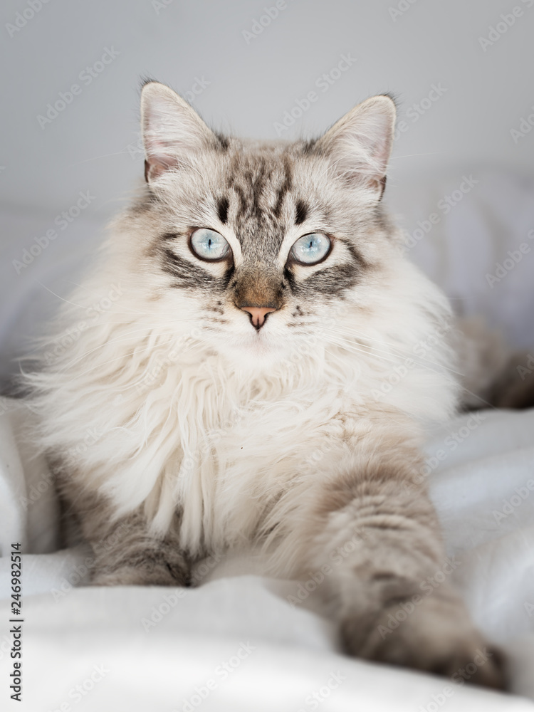 Cat Maine Coon Cat Maine Coon