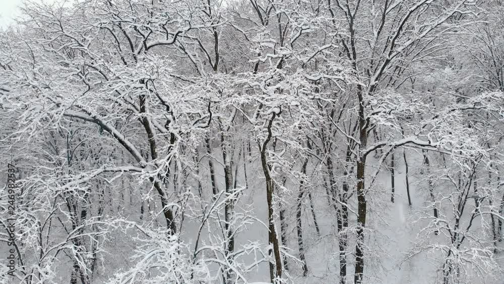 Ukrainian Forest under Fresh Layer of Snow. 4k Ultra HD video Ukrainian Forest under Fresh Layer of Snow. 4k Ultra HD video