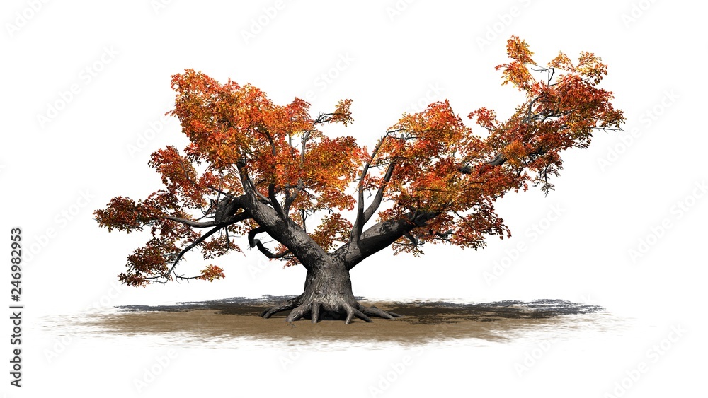 Naklejka premium a single high Japanese Maple tree in autumn on a sand area - isolated on white background
