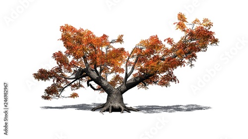 a single high Japanese Maple tree in autumn with shadow - isolated on white background