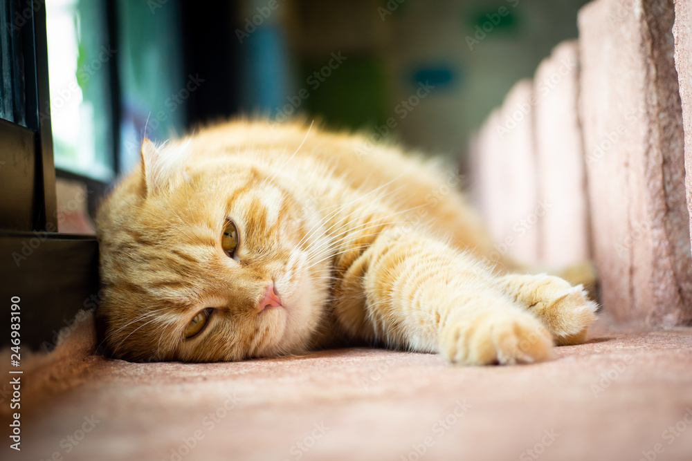 Cute ginger Scottish Fold cat is resting ( shallow dept of field ) Cute ginger Scottish Fold cat is resting ( shallow dept of field )