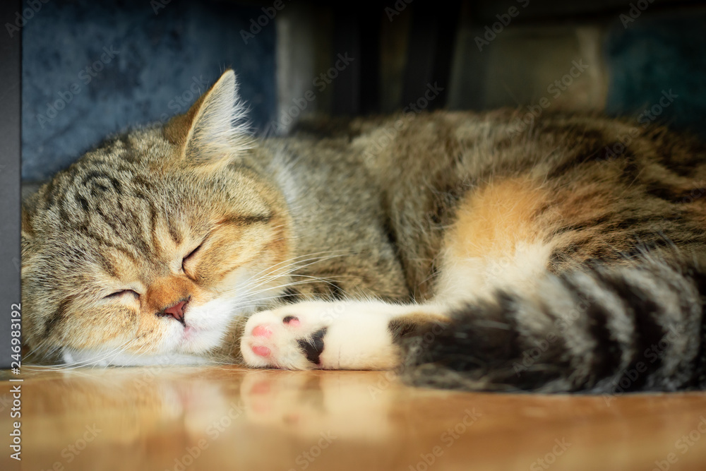 Cute exotic Shorthair cat is sleeping on the floor ( shallow depth of field )
