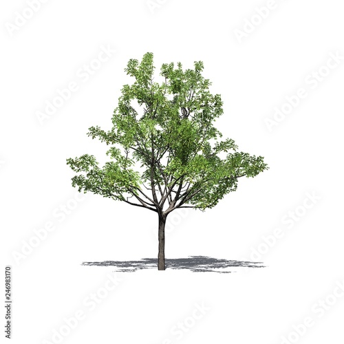 a single Japanese Maple tree with shadow on the floor - isolated on white background