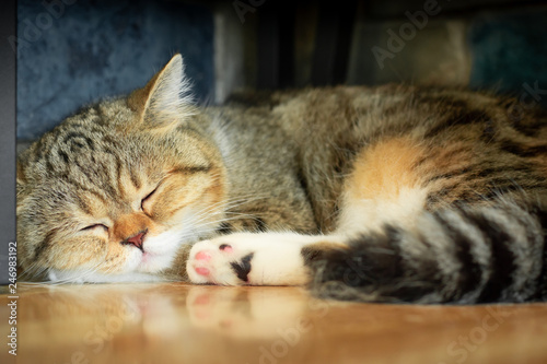 Fototapeta Naklejka Na Ścianę i Meble -  Cute exotic Shorthair cat is sleeping on the floor ( shallow depth of field )