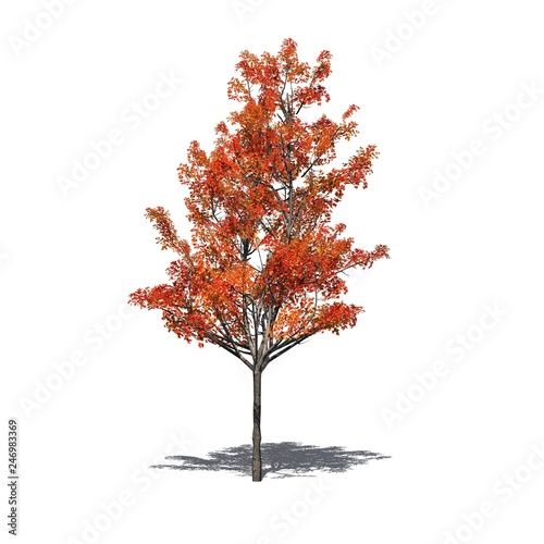 Japanese Maple tree in autumn with shadow on the floor - isolated on white background © sabida