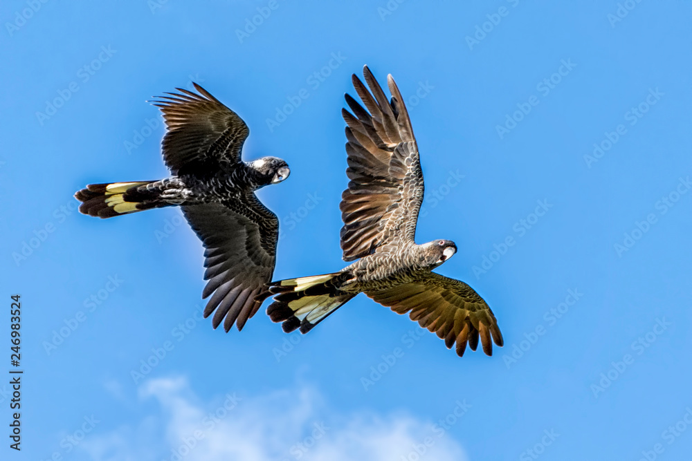 The Short-billed Black Cockatoo (Calyptorhynchus latirostris) also known as Carnaby's Cockatoo or Carnaby's Black Cockatoo is a large black cockatoo endemic to south-western Australia and threatened b