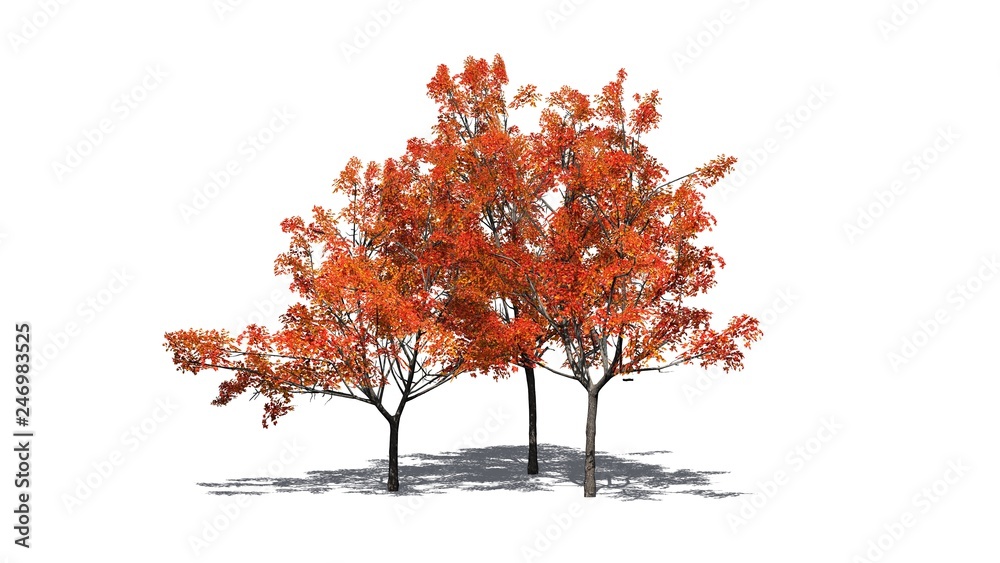 several Japanese Maple trees in autumn with shadow on the floor - isolated on white background several Japanese Maple trees in autumn with shadow on the floor - isolated on white background