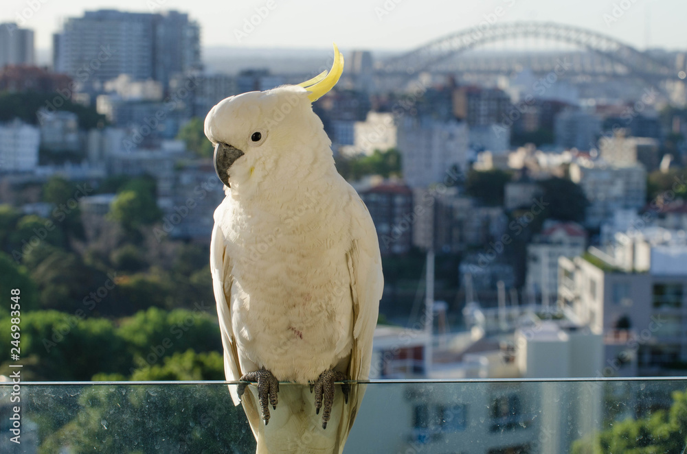 Close up of a sulphur crested cockatoo
