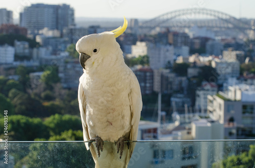 Obraz na płótnie Close up of a sulphur crested cockatoo w salonie