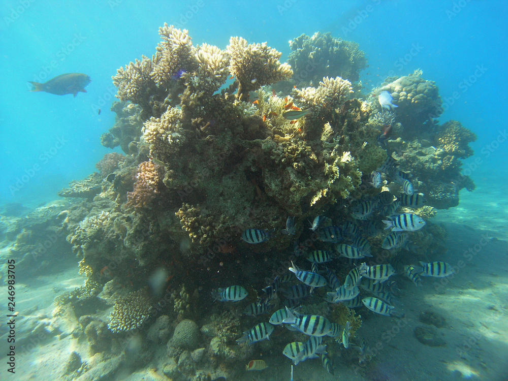 Fototapeta premium Sergeant Majors (Abudefduf saxatilis)