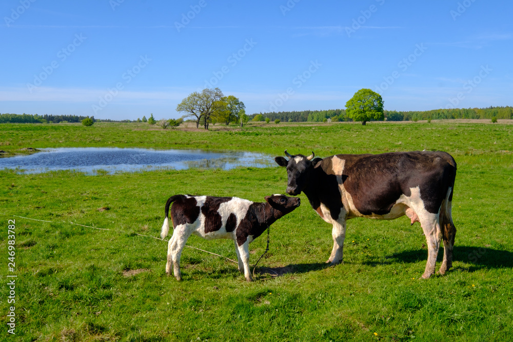 Cow and calf graze on a meadow at the summer