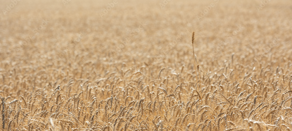 Fototapeta premium Field of wheat